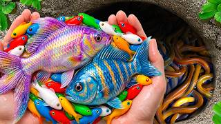 Surprised Catch Colorful Aquarium Fish In Small Pond, Carp, Discus Fish, Pencil Fish, Turtle, Koi