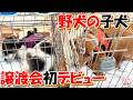 【保護犬　子犬】初めての譲渡会＋おまけコーナー