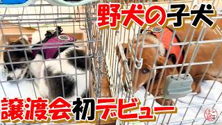 【保護犬　子犬】初めての譲渡会＋おまけコーナー