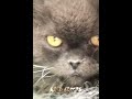 Headlights x my cat.