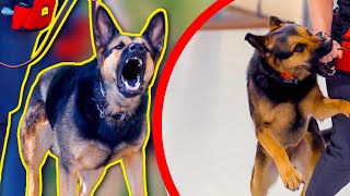 GERMAN SHEPHERD BITES OWNER BECAUSE OF THIS...