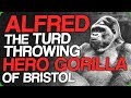 Alfred - The Turd Throwing Hero Gorilla of Bristol (Writer's Twitter)