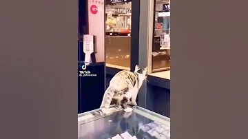 Funny Cat Funny Psl Psl2023 Pewdiepie Fifa Pets 