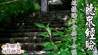 聽眾投稿-這樣睡不會掉下去喔？【米娜朗讀】