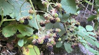 @trinamason eating wild blackberries off the vine August 13 2023 4:06pm