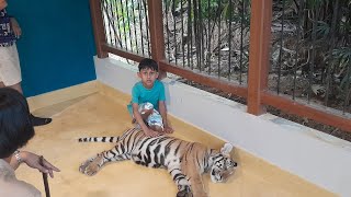 Petting a small TIGER in Tiger Park, Phuket