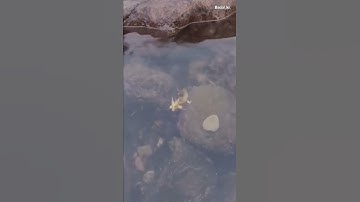 Thumbnail of original dragon #dragon #shorts #real