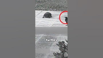 Why Turtles Attack Black Items 🐢