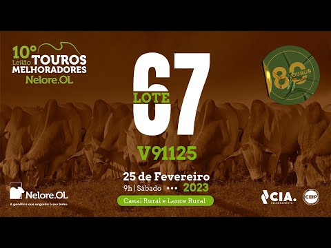 LOTE 67 V91125 - 10º LEILÃO - TOUROS MELHORADORES NELORE OL