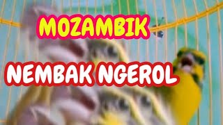 Mozambik Gacor Roll Nembak