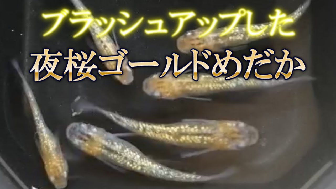 夜桜ブルーめだか 我が家で飼育するめだかの品種紹介 Youtube