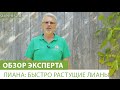 Лиана: Быстро растущие лианы