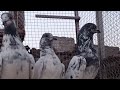 Masha Allah Mera 36no Sialkoti Pair (Pakistan Pigeons Club ) Sialkoti Betra
