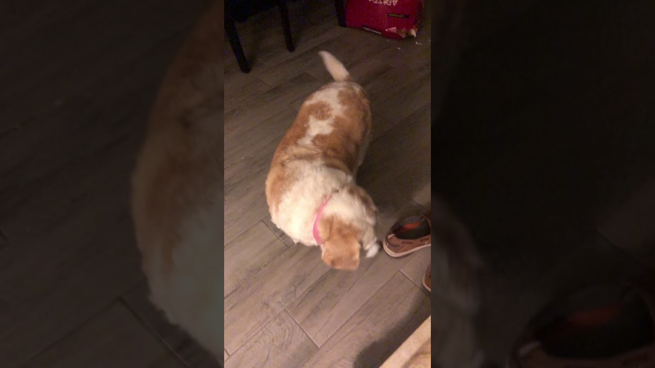 ASMR Dog Busting Into Crunchy Food ShameHome Grown Videos YouTube