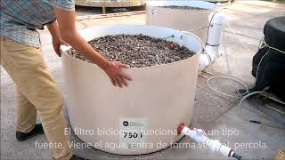 Filtro biológico tipo humedal Parte II (Cultivo de tilapia)
