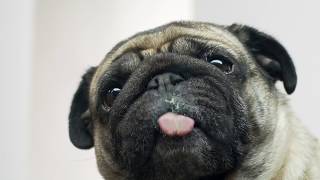 Fecal Tests for your Dog at VIP Petcare