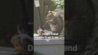 🐕  Duke's friend 🐿came to say 'hi' & eat.