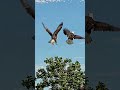 The Incredible Courtship Dance of Bald Eagles 🦅
