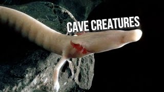 Troglofauna: Animals of the Caves