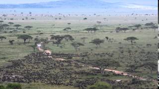 The wildebeest migration arrives in Seronera - Part 2