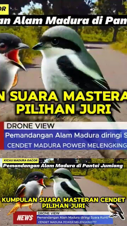 Suara yang ditakuti para juri gantangan, gak bisa main main #cendet