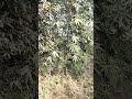 Bamboo 🎍 plant video #video