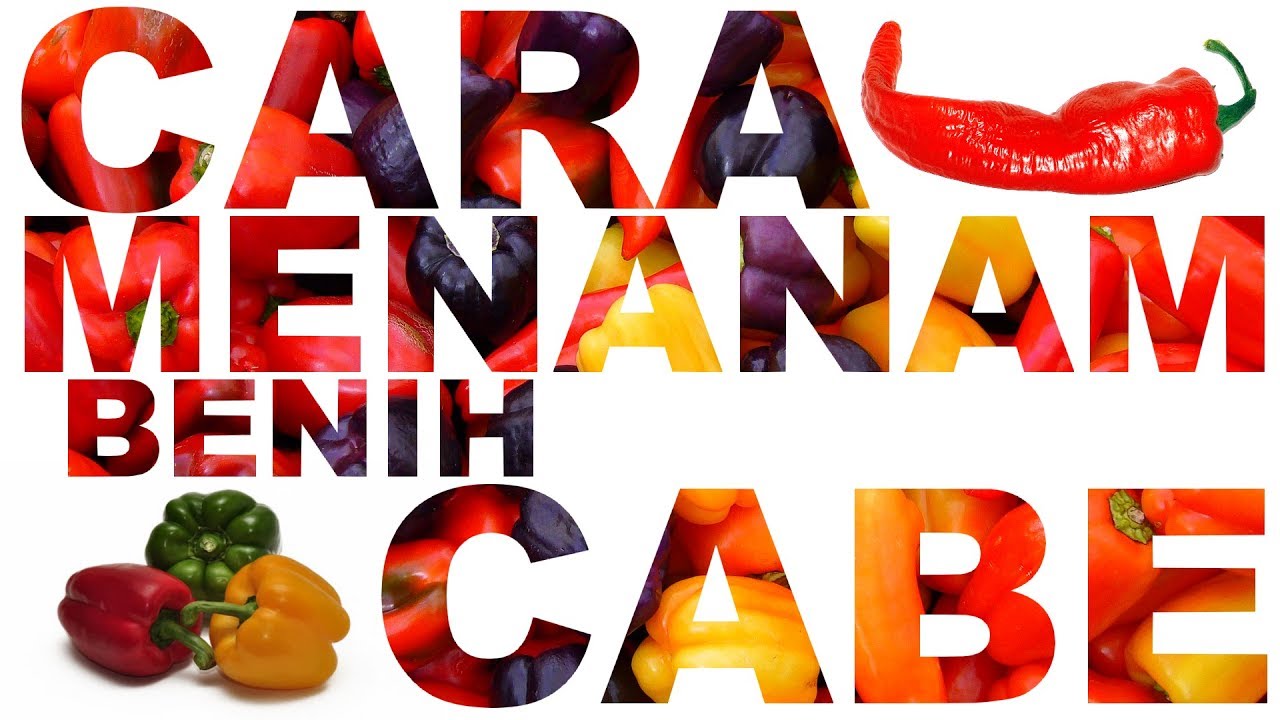 Cara Menanam Benih Cabe dan Paprika 