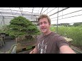 Visiting the Biggest Bonsai Nursery in the US