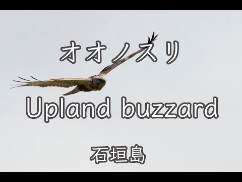 【カッコいい猛禽類】オオノスリ 幼鳥 飛翔 Upland buzzard カラス、カタグロトビ、ミサゴに追われて大変そうでした。野鳥撮影＆野鳥観察