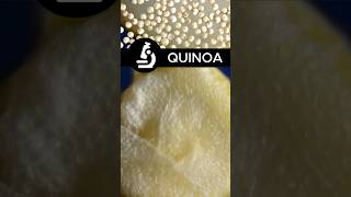 Quinoa: Why This Tiny Seed is a Nutrition Powerhouse