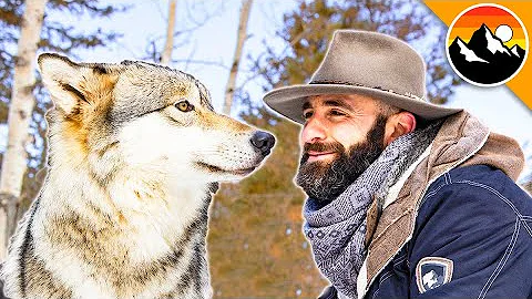 For the LOVE of Wolves!