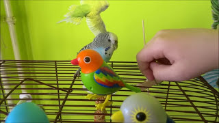 Budgie and three DigiBirds \/ parakeet react \/ andulka a jej reakcia