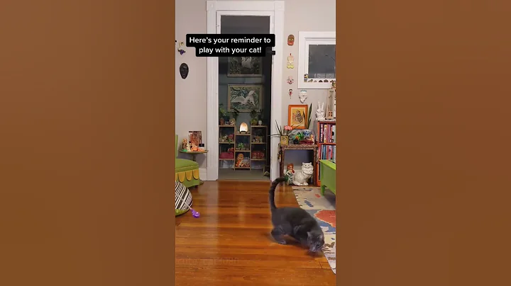 Video 11477471: cat pets funnycats dog, cat funny pets dog