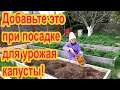 Посадка капусты