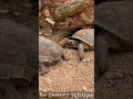 Desert Tortoise fight!