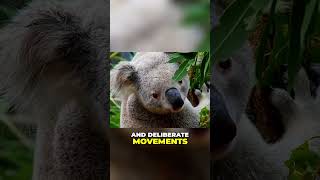 The Secret Life of Koalas  Unveiling Their Hidden Stories
