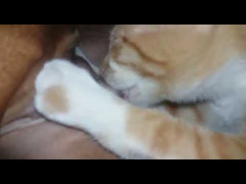 Cadela amamentando gato