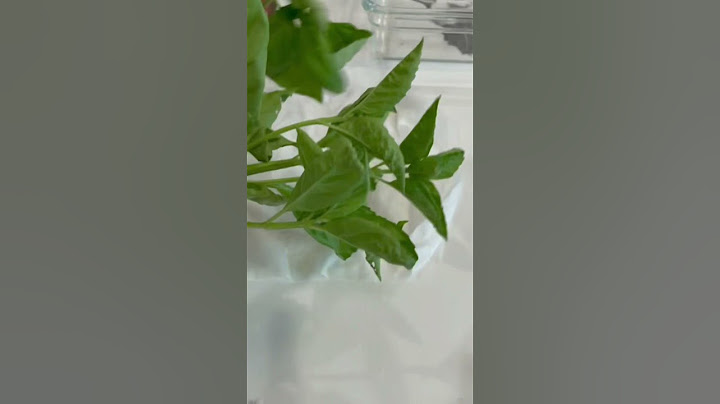 What to do with fresh basil???