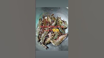 Na Hồng cà mau # tôm sú 10 con 1ky