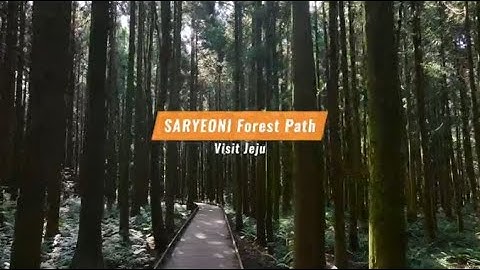 🔸️SARYEONI Forest Path Drone Video (JTO X Jeju OF)🔸️