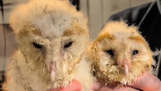 Barn Owl Rescue Ends In Tragedy  | Gylfie & Finn | Robert E Fuller