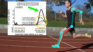 The Importance of the Hamstrings as you RUN FAST