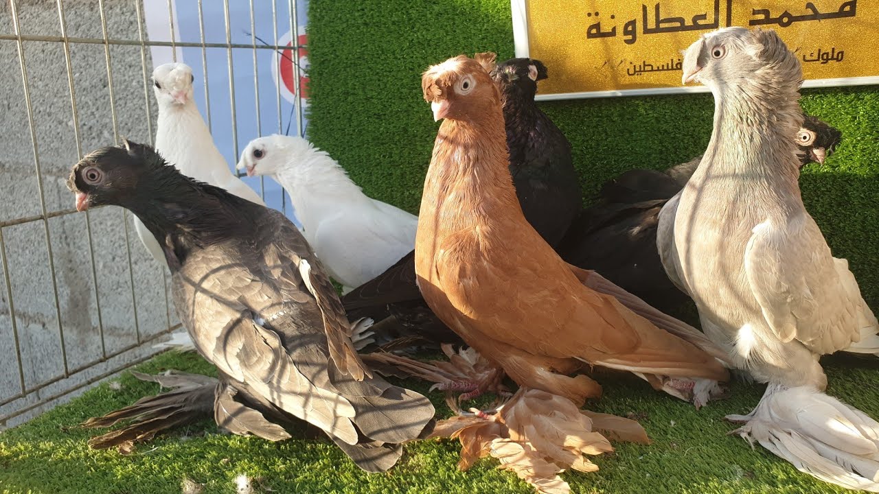 حمام قلاب مستوى عالي لعشاق الحمام مع معتز مطور