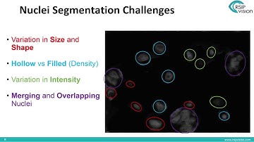 Best Practices in Applied Deep Learning for Digital Pathology Multiplex Image Analysis