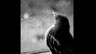 Bi̇raz Yorgunum Resimi