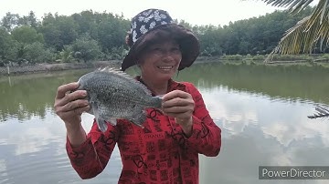 Câu cá Tráp, cá Hanh gập bầy cá Tráp siêu to giật đã tay || Câu cá thiên nhiên