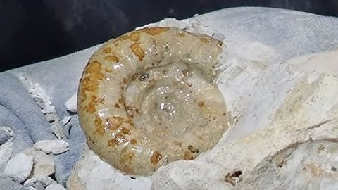 Ammonite limestone jurassic fossil preparation