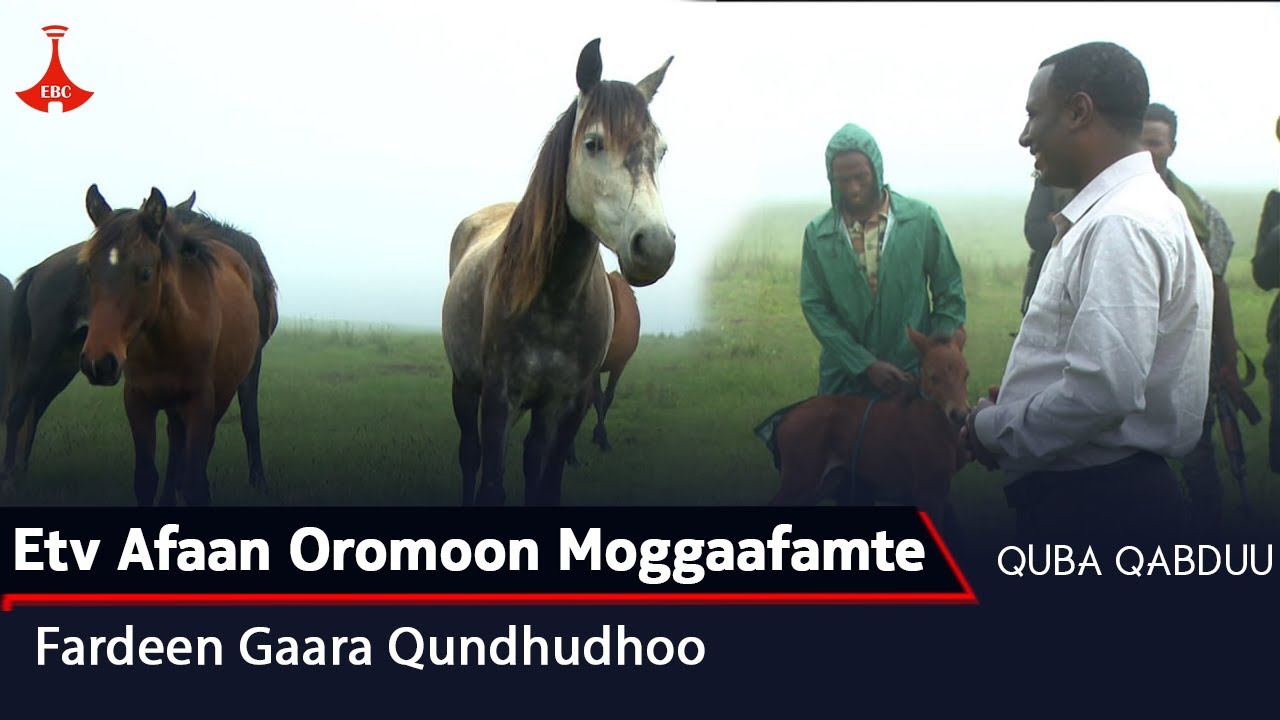 QUBA QABDUU- Etv Afaan Oromoon Moggaafamte. Fardeen Gaara Qundhudhoo