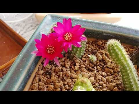 Vídeo: Rebutia De Flors Blanques