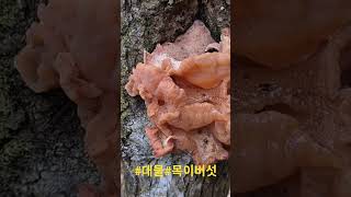 #뼈건강#장건강#암예방#간보호#자양강정